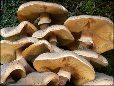 Mushrooms - Armillaria mellea