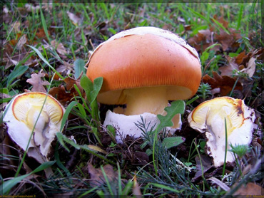 Mushrooms - Amanita caesarea