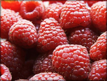 Fresh berries - Raspberries