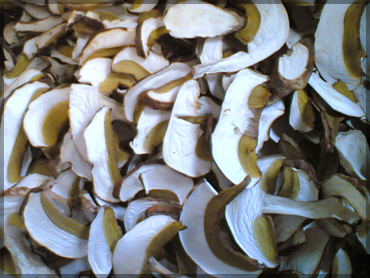 Mushrooms - Boletus edulis