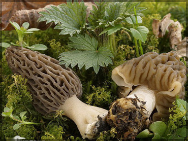 Mushrooms - Morhella conica