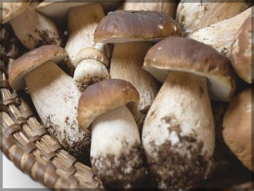 Mushrooms - Boletus edulis