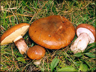 Mushrooms - Suillus luteus