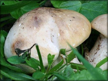 Mushrooms - Calocybe gambosa