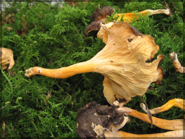 Mushrooms - Cantarelus lutescens