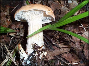 Mushrooms - Hidnum repandnum