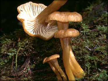Mushrooms - Cantharellus tubeformis