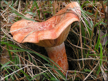 Mushrooms - Lactarius deliciosus