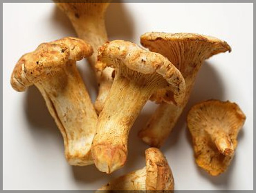 Mushrooms - Cantharellus cibarius
