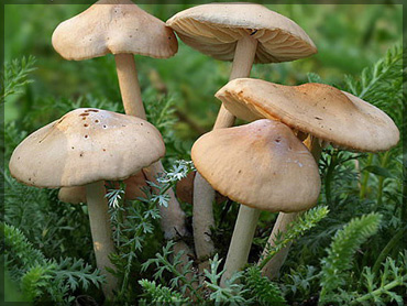 Mushrooms - Marasmius oreades