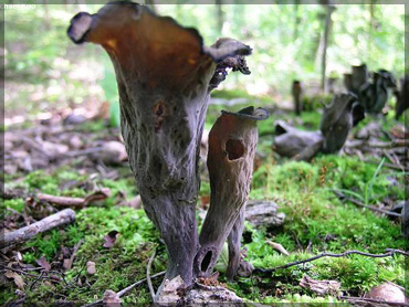 Mushrooms - Cratarellus cornucopioides